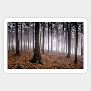 Misty Forest Sticker